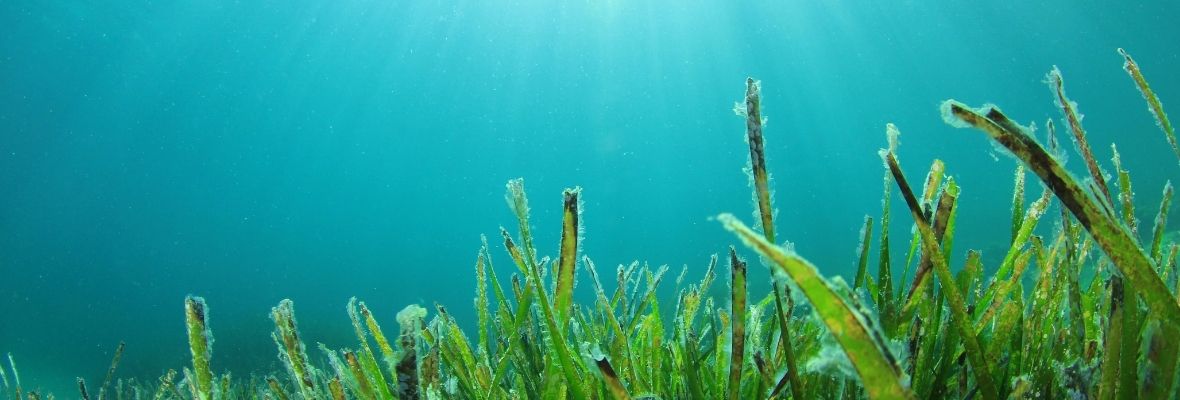 imagem representando algas marinhas submersas na água
