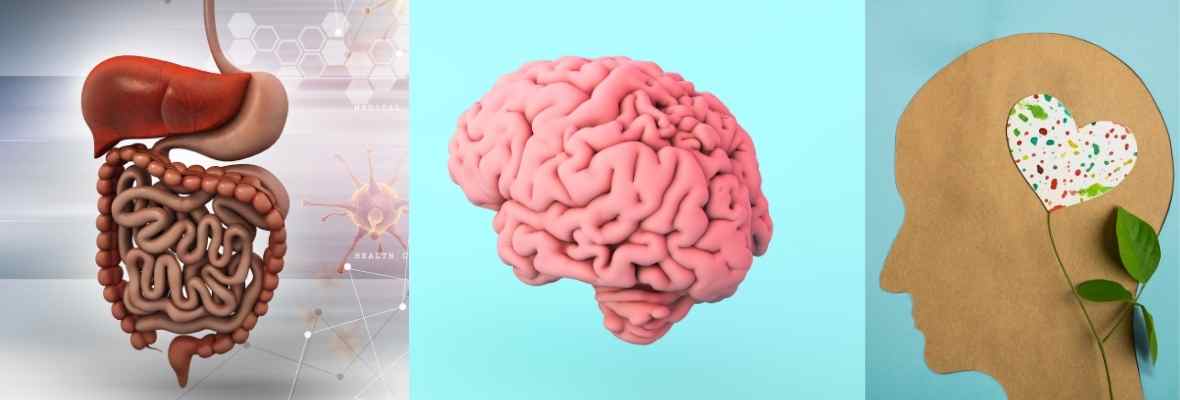 primeira imagem a esquerda representa um intestino seguindo a direita com um cérebro e uma representação da cabeça humana