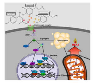 Laranja Moro e os efeitos de seus compostos bioativos | Blog Nutrify