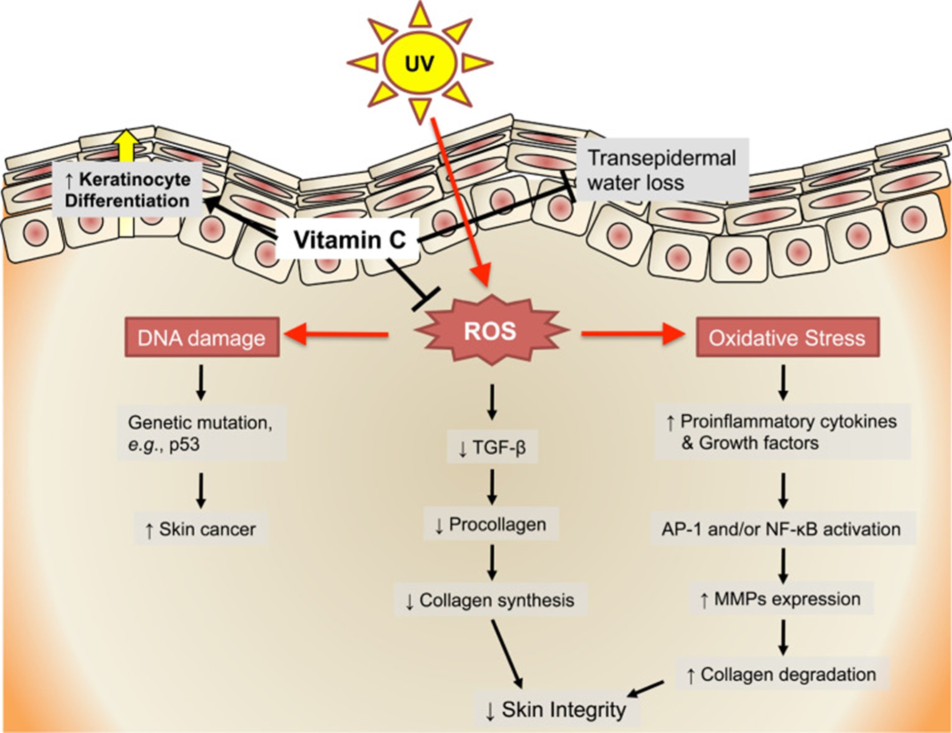 imagem da pele e os processos da vitamina c para formação de colágeno