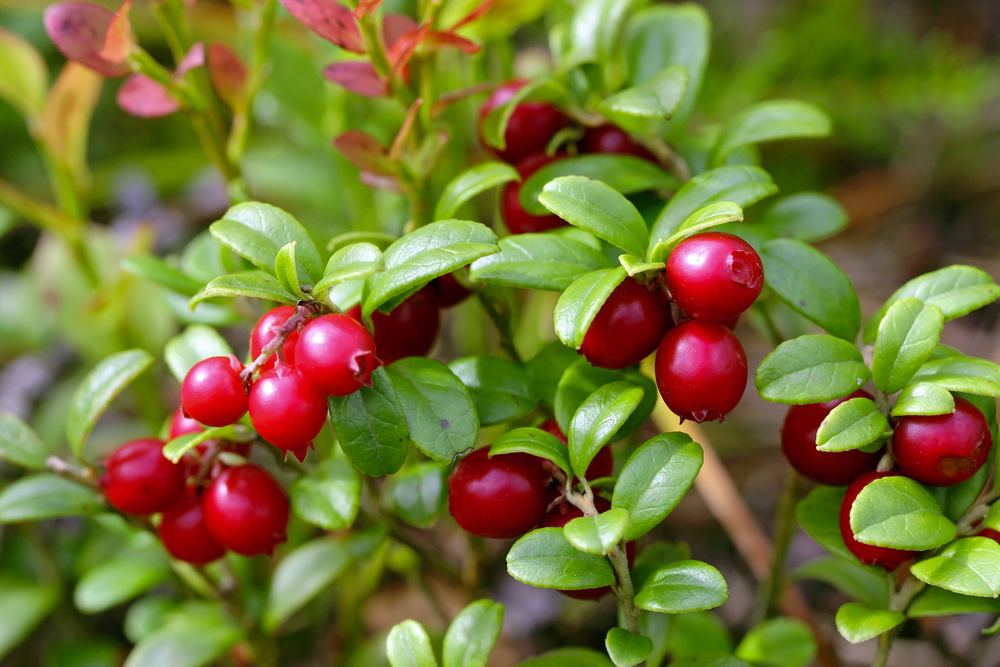 Imagem do cranberry demonstrando seus benefícios